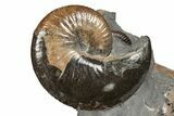 Excellent Fossil Ammonite Cluster - South Dakota #131227-5